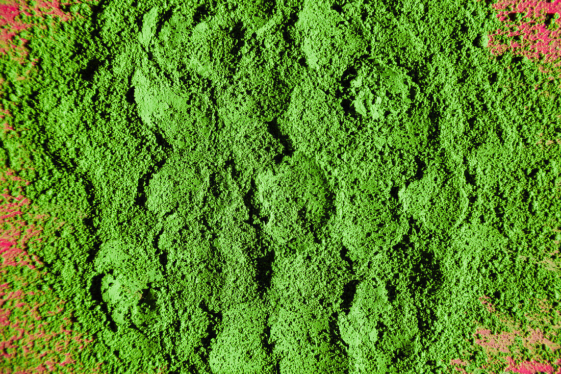 Top view of traditional Japanese powdered matcha tea scattered on bright pink background