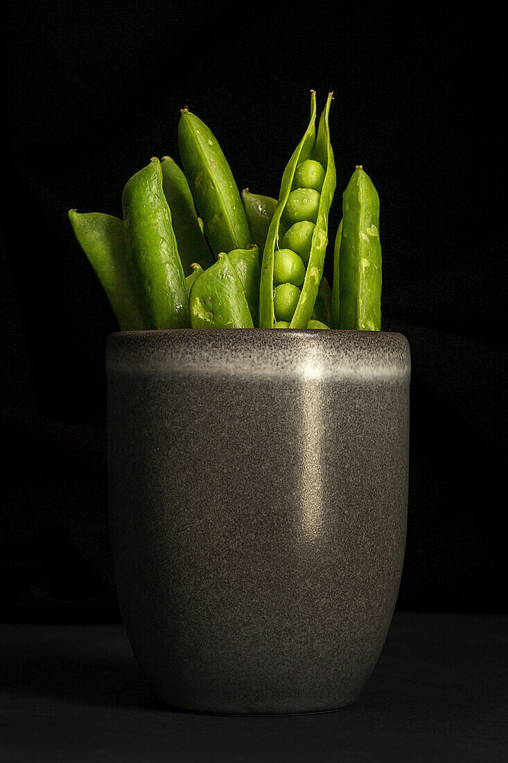Bündel reifer grüner Schoten mit frischen Erbsen in einem Keramiktopf vor schwarzem Hintergrund