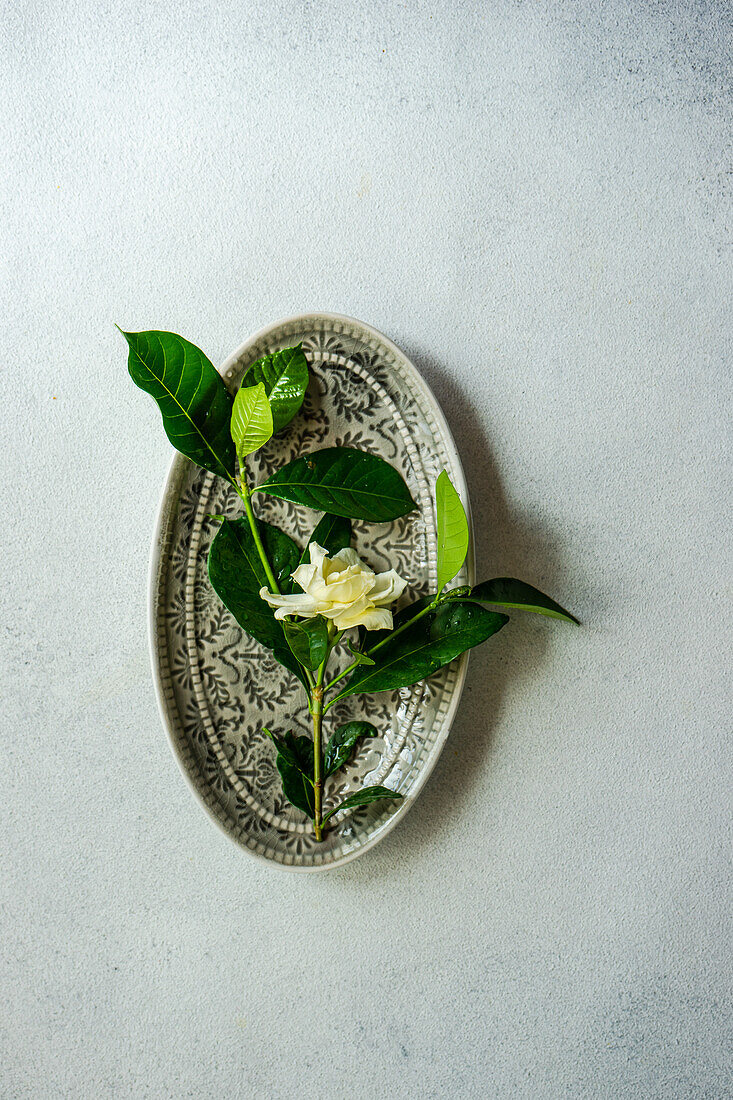 Draufsicht auf den Stängel einer frischen, zarten Gardenia jasminoides mit weißen Blüten und grünen Blättern auf einem ovalen Metallteller mit grauer Oberfläche