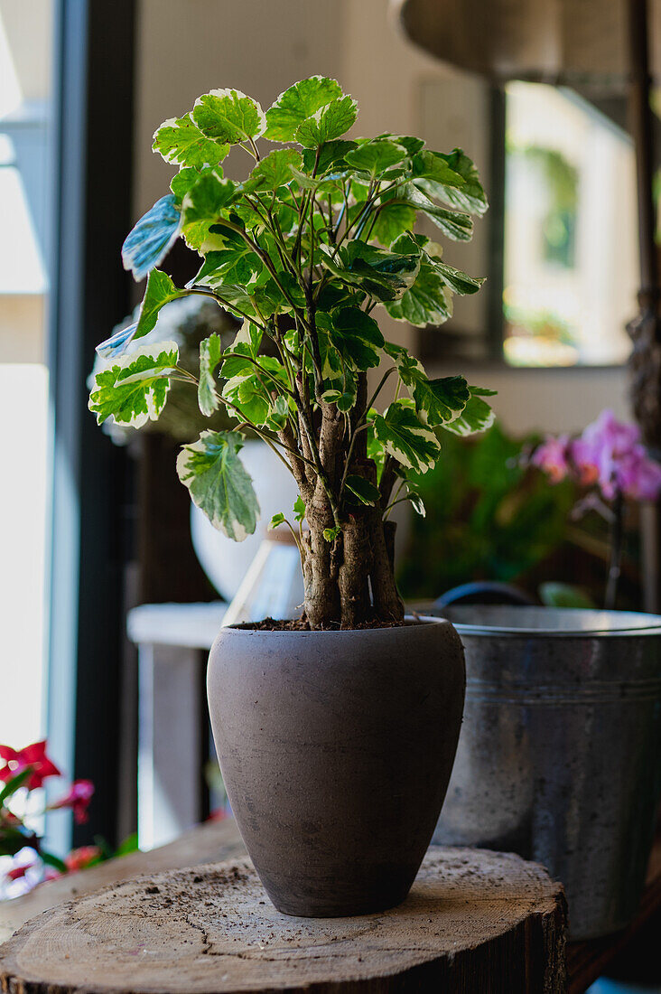 Üppig blühende Polyscias mit grünen Blättern im Blumentopf auf dem Tisch im Blumenladen