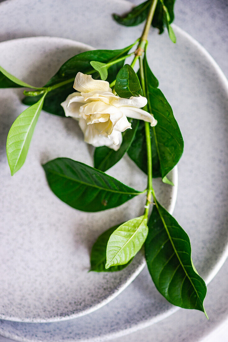 Blick von oben auf zarte weiße Gardenia jasminoides mit grünen Blättern, die auf eleganten Keramiktellern auf dem Tisch liegen