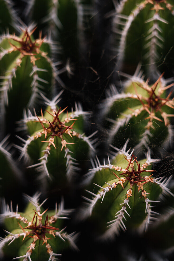 High angle green Echinopsis pachanoi cacti with sharp prickles growing on plantation in daylight