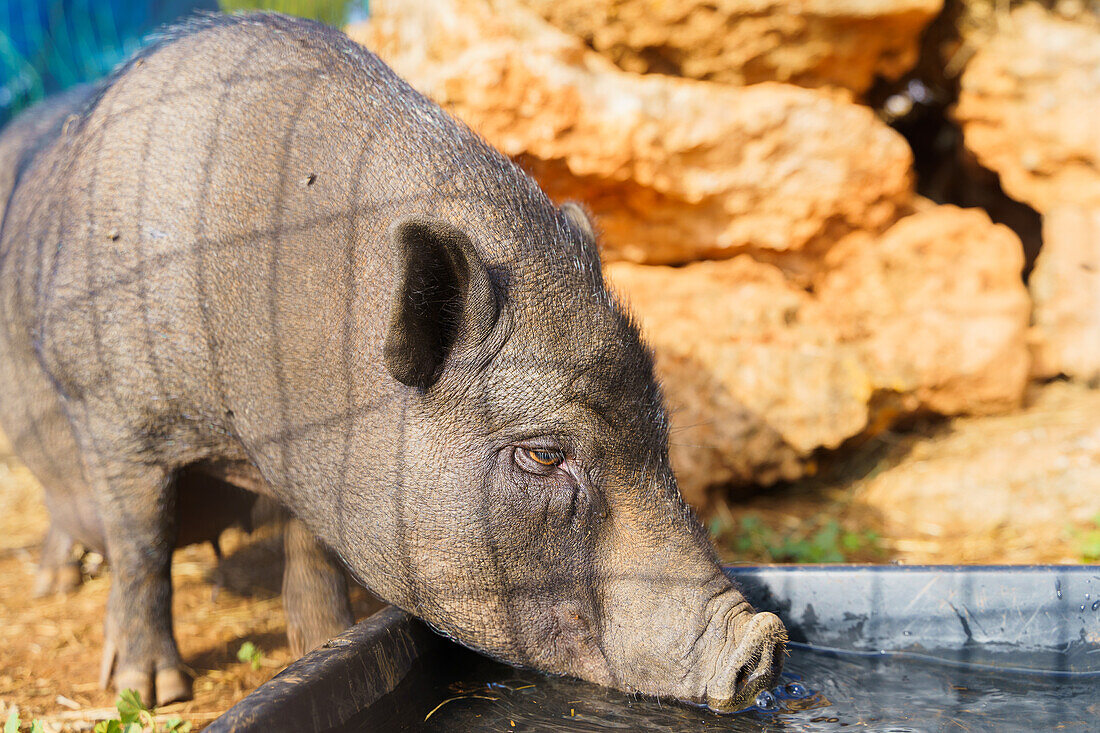 Allesfressendes domestiziertes Hufsäugetier Schwein im Schlamm, das aus einem Wassertrog in einem Gehege auf einem Bauernhof trinkt