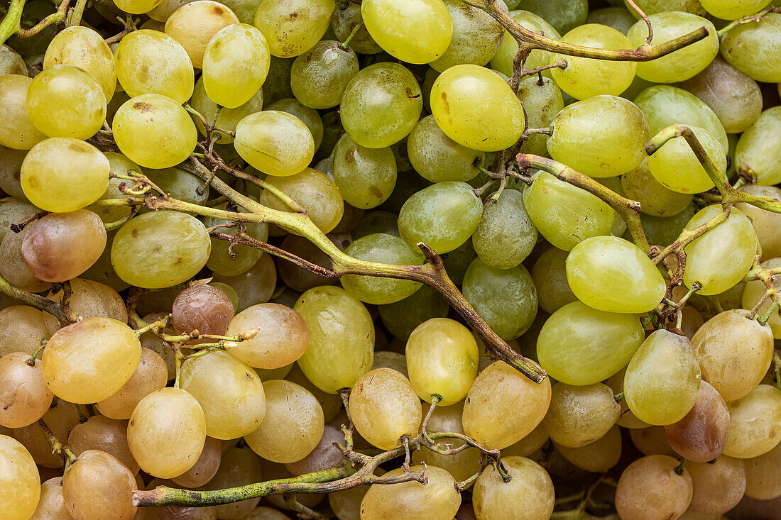 Top view full frame of brunch of fresh yellow and green grapes as background