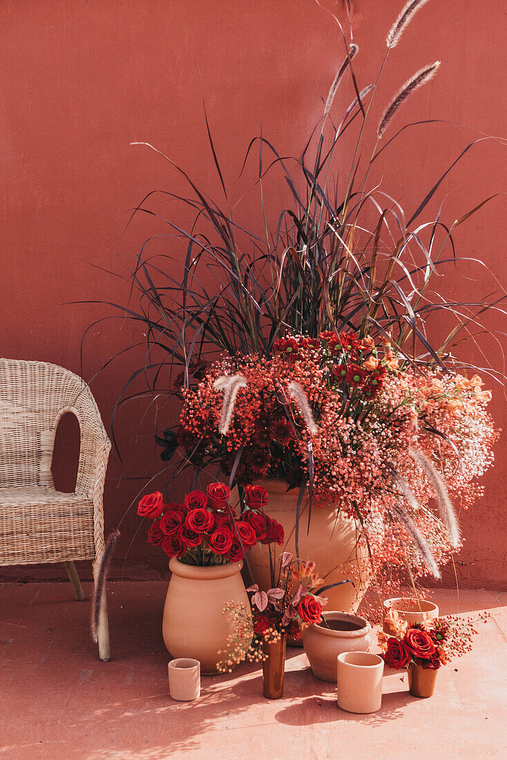 Composition of clay pots with blooming roses gypsophilia flowers and decorative grass at sunlight near red wall and a white chair