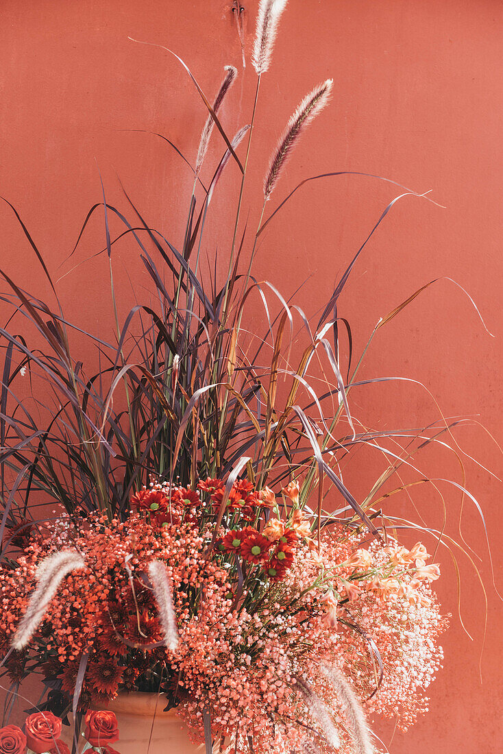 Composition of clay pots with blooming roses gypsophilia flowers and decorative grass at sunlight near red wall