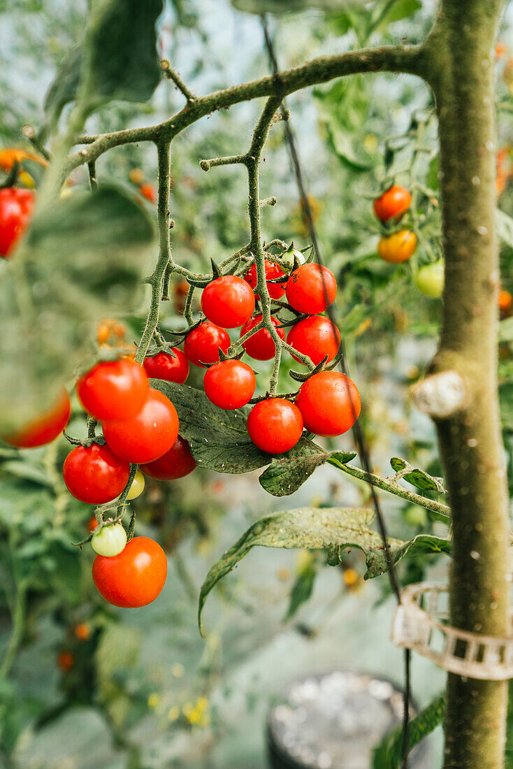 Bundles of bright cherry tomatoes on thin stems growing on farmland plantation in summer