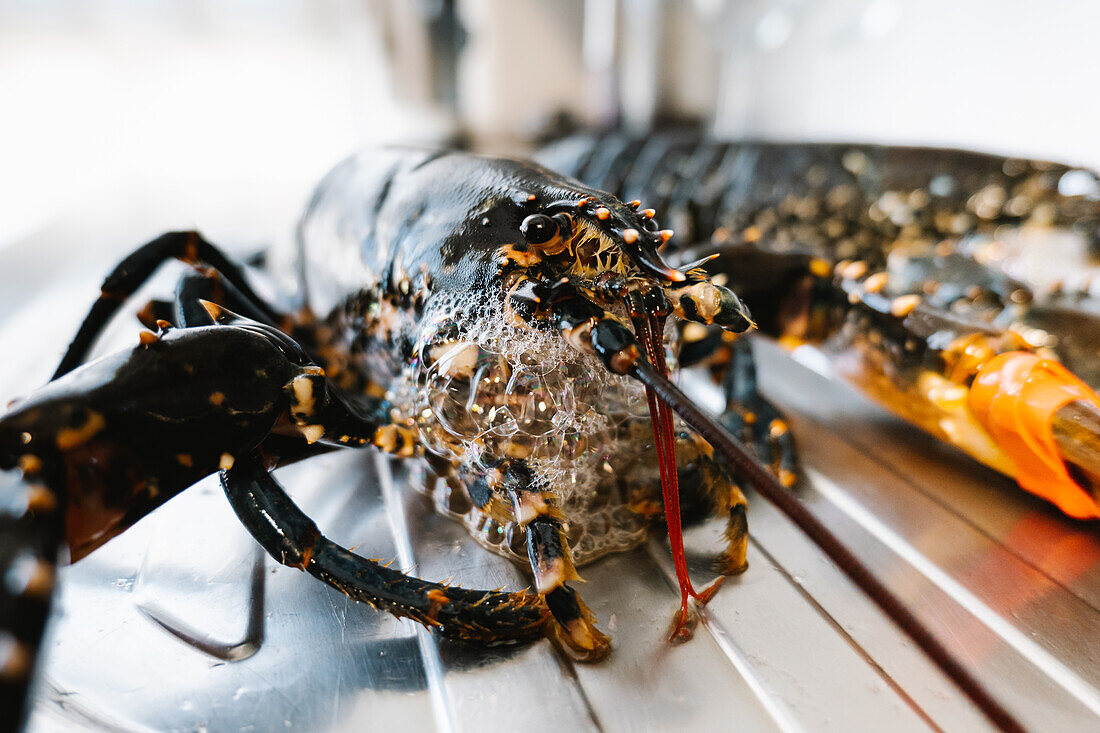 Roher schwarzer Hummer mit Scheren auf Metallspüle mit Wasserhahn in heller Küche mit Glaswaren vor dem Kochen zu Hause