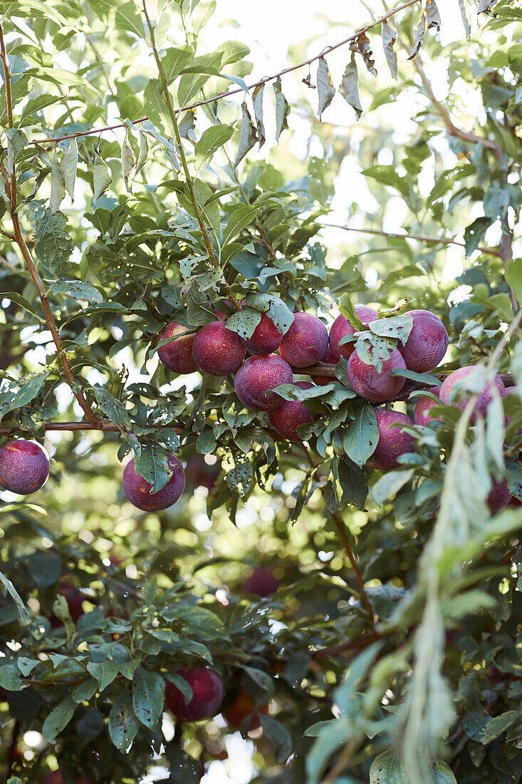 Bright fresh ripe plums growing on green tree branches in summer garden during harvest season