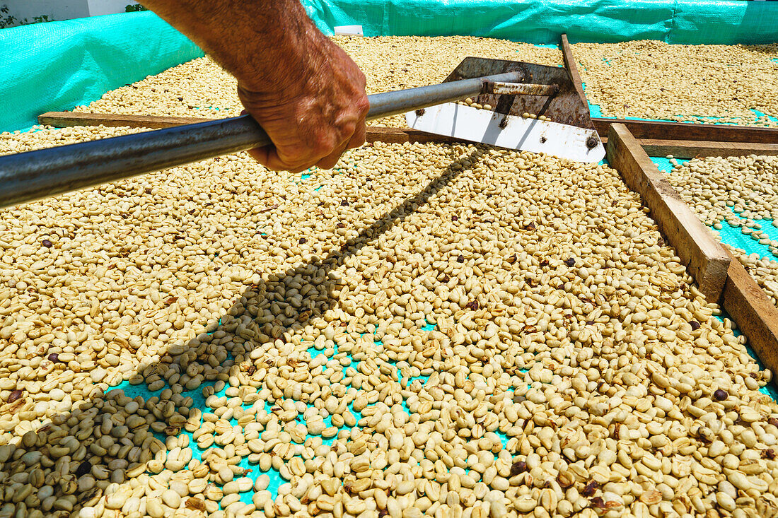Anonymous crop worker with metal hoe flattening fresh coffee grains on large green surface for drying