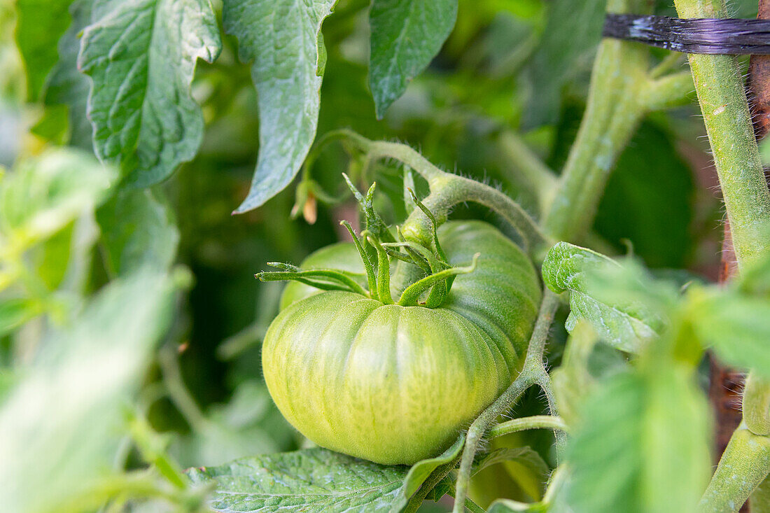 Closeup of green unripe tomato growing on lush plantation in countryside in summer