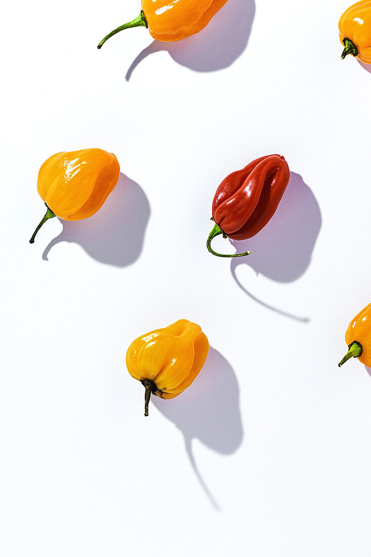 Von oben auf eine reife gelbe Paprika unter vielen roten Paprika auf weißem Tisch in weißem Studio Hintergrund platziert