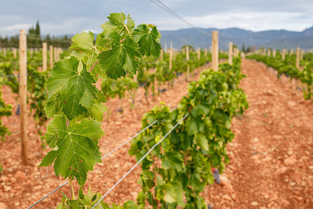Rows of green vines with ripe grapes growing on vineyard on cloudy day in countryside