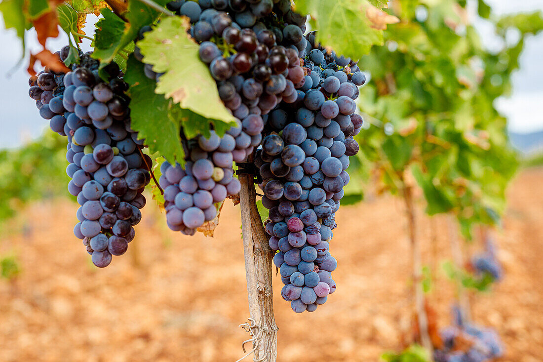 Bunches of fresh grapes growing on vine on blurred background of vineyard on sunny day