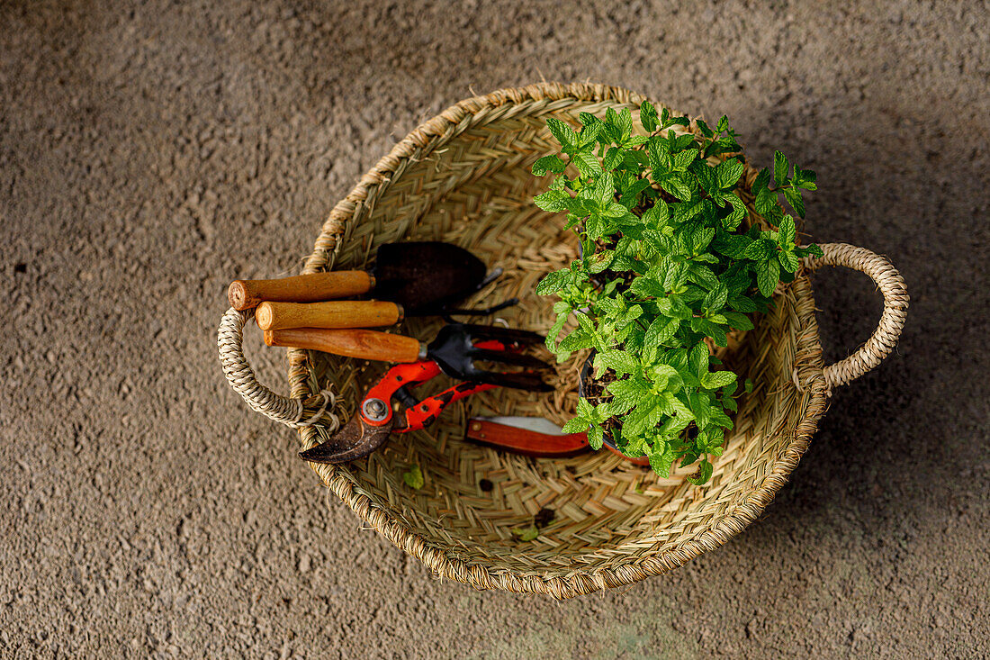 Overhead wicker basket with shabby gardening tools and green seedlings placed on rough floor in greenhouse