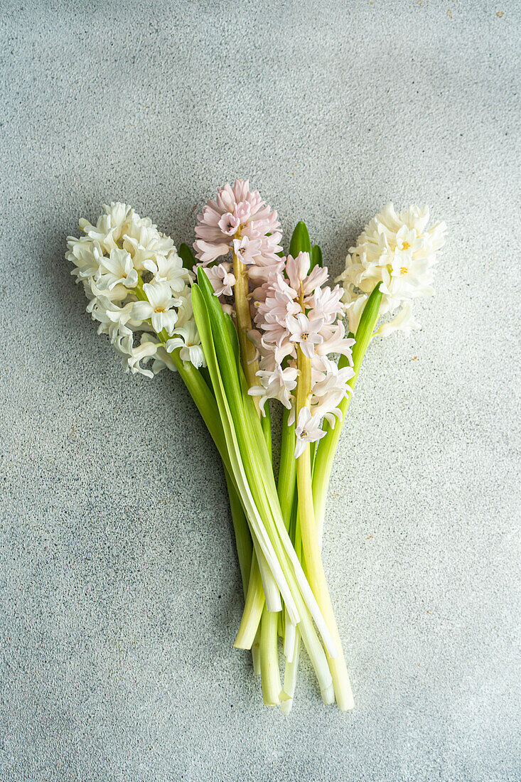 From above flat lay of color hyacinth flowers on concrete background