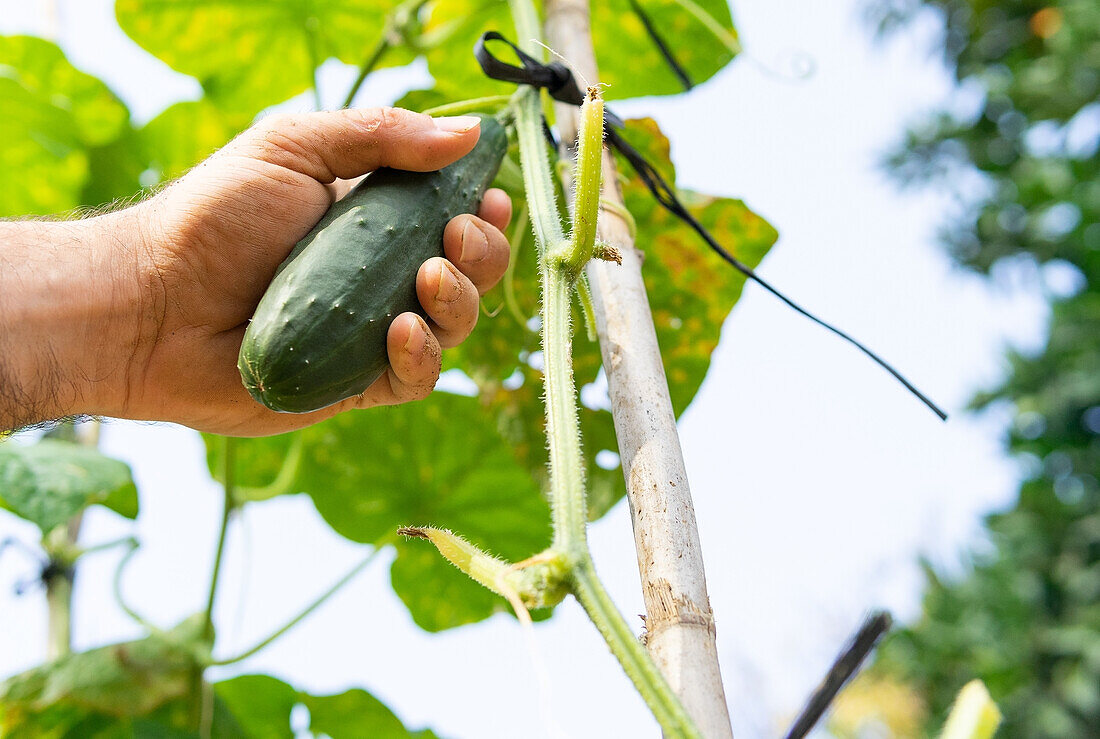 Crop faceless farmer picking green cucumber on field in summer in countryside