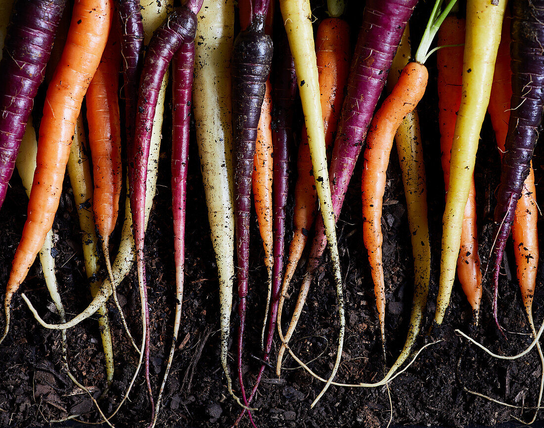Top view of bunch of fresh organic rainbow carrots on soil background representing concept of healthy food