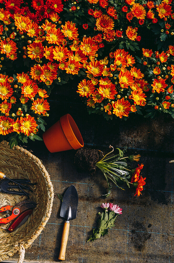Top view of blooming colorful margarita flowers placed on counter with wicker basket and tools for gardening in greenhouse