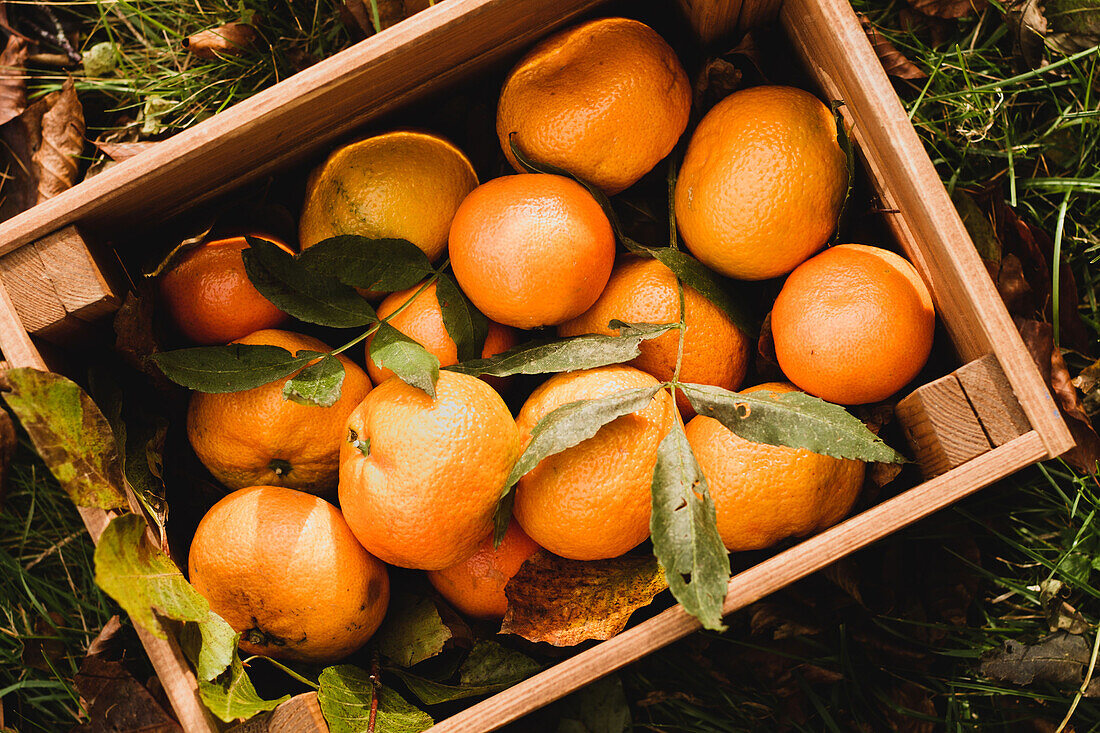 From above brown wooden crate with ripe juicy vivid oranges in composition with green leaves in garden