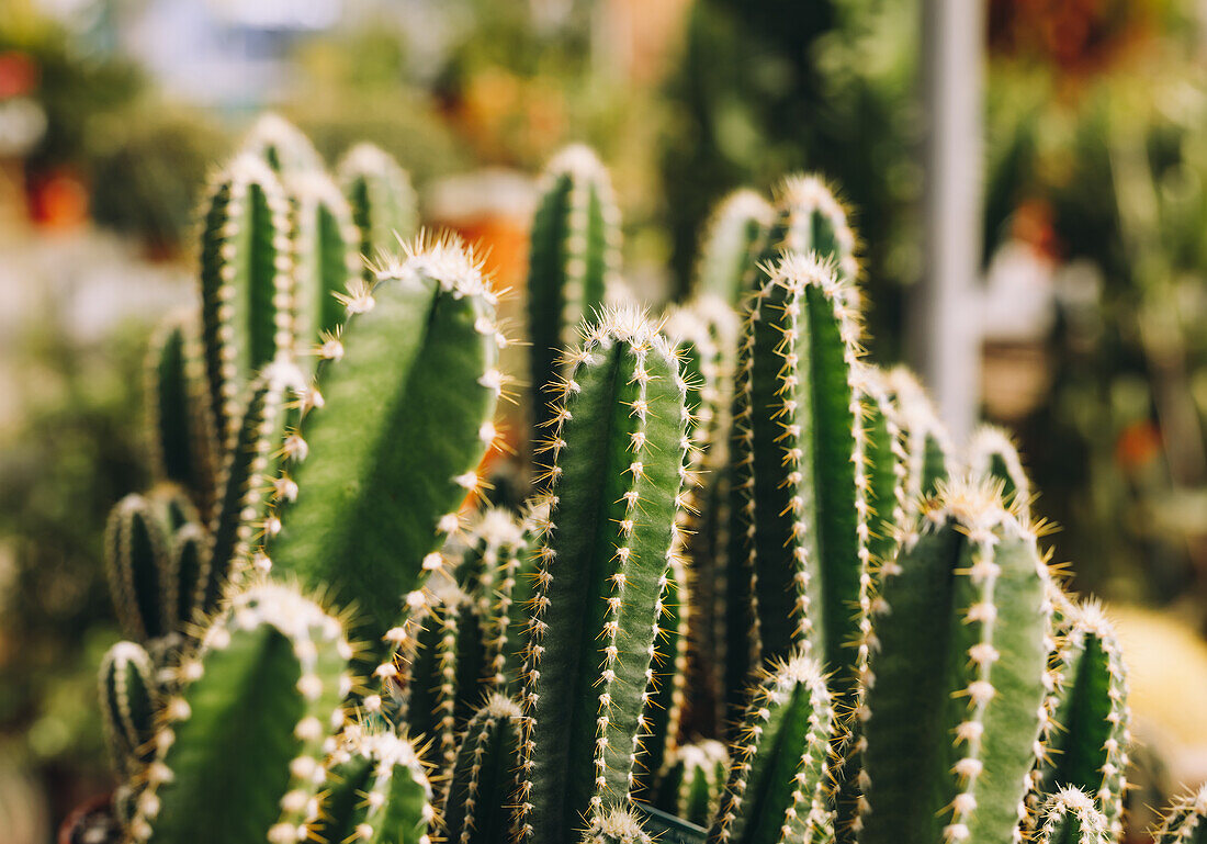 Closeup green cactuses with sharp thorns growing in pots in hothouse