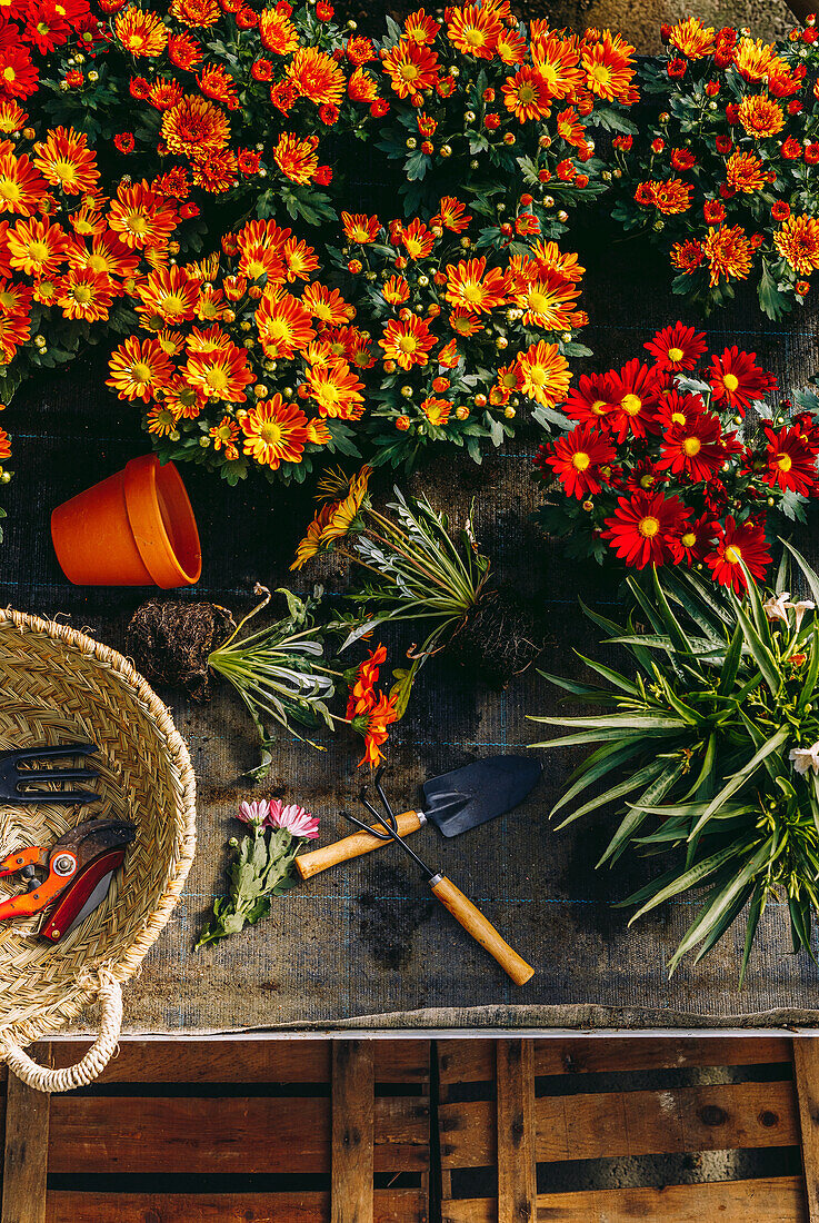 Draufsicht auf blühende bunte Margarita-Blumen auf einem Tresen mit Weidenkorb und Gartengeräten im Gewächshaus