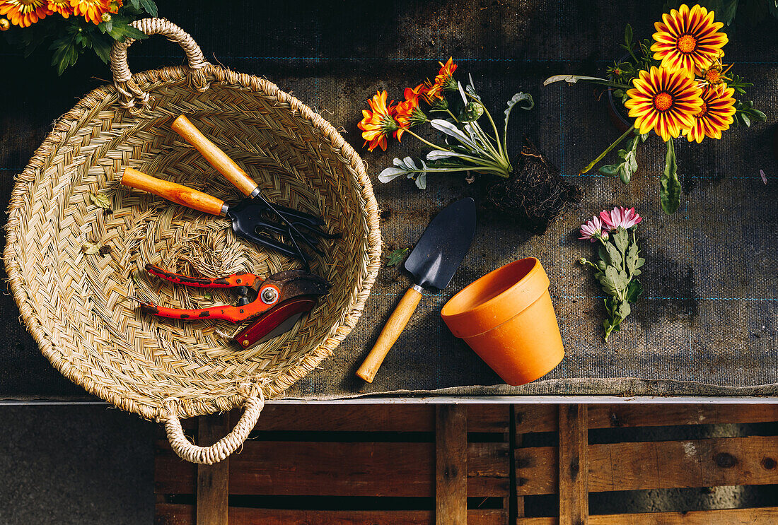 Draufsicht auf einen Arbeitsplatz mit einer kleinen Gartenschaufel und einem orangefarbenen Blumentopf, der neben einem Weidenkorb mit Werkzeugen und Margaritablumen mit Erde steht
