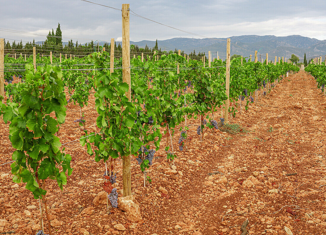 Rows of green vines with ripe grapes growing on vineyard on cloudy day in countryside