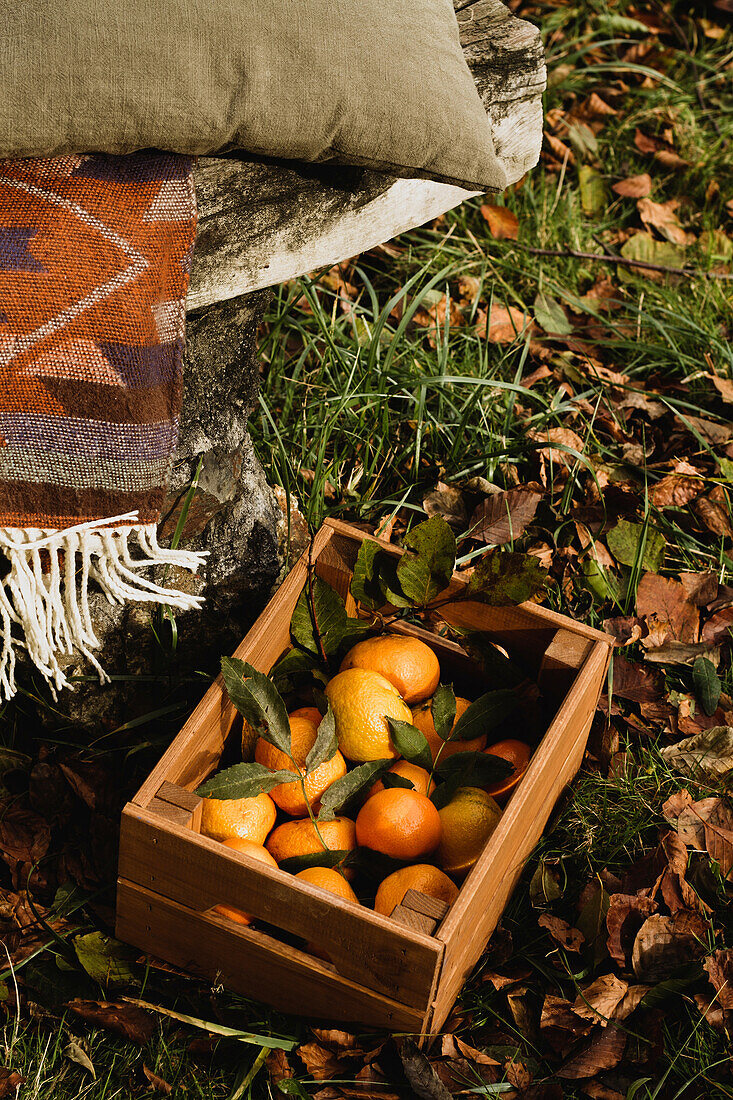 Von oben braune Holzkiste mit reifen, saftigen, lebhaften Orangen in Komposition mit grünen Blättern neben rustikaler Bank mit warmem Plaid und weichem Kissen im Garten stehend