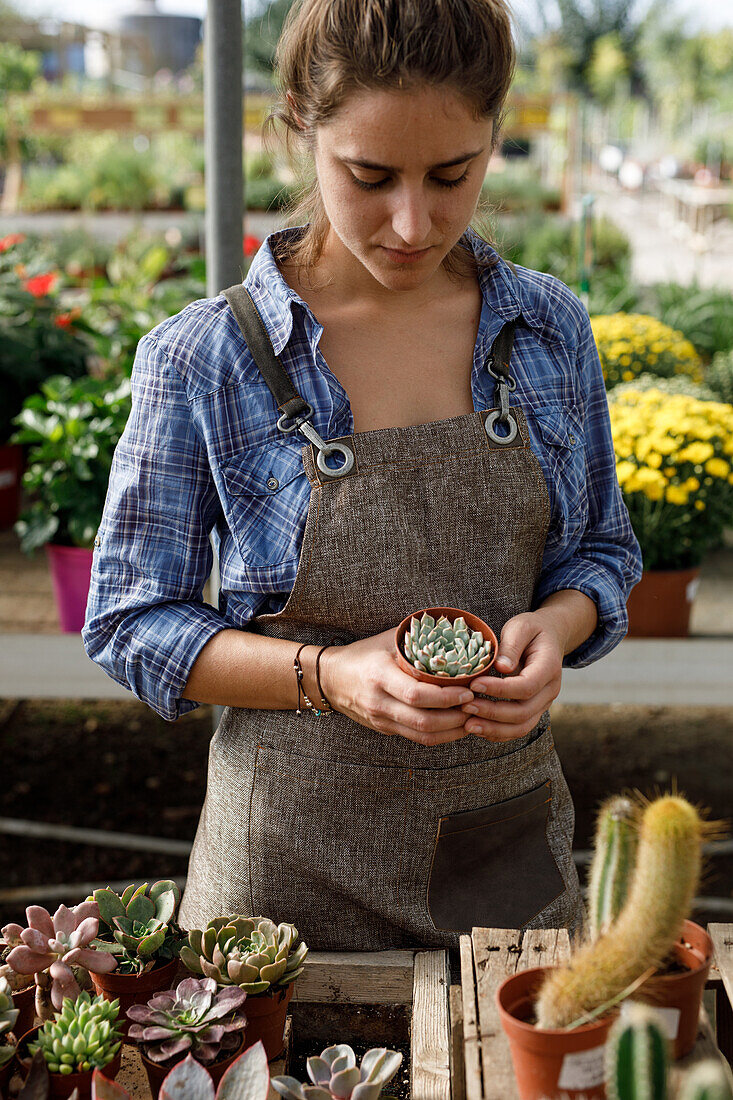 Anonymous person in apron and checkered shirt demonstrating pot with green succulent to camera while working in greenhouse
