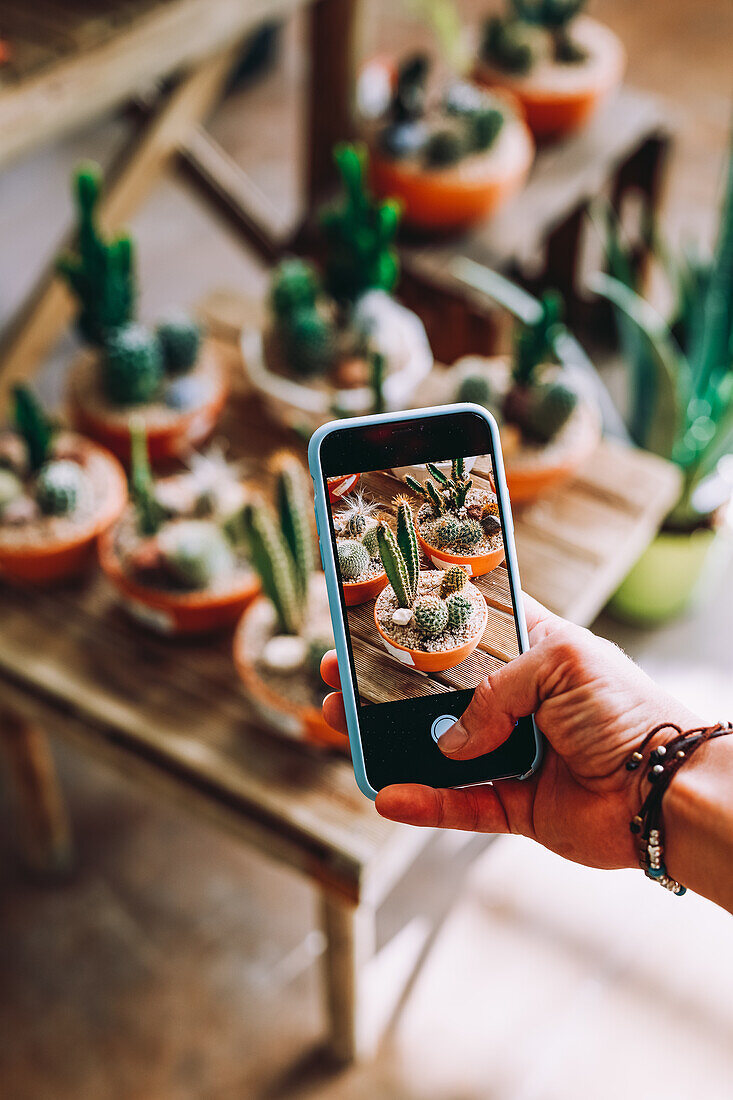 From above unrecognizable person using smartphone to take photo of pots with cactuses in greenhouse