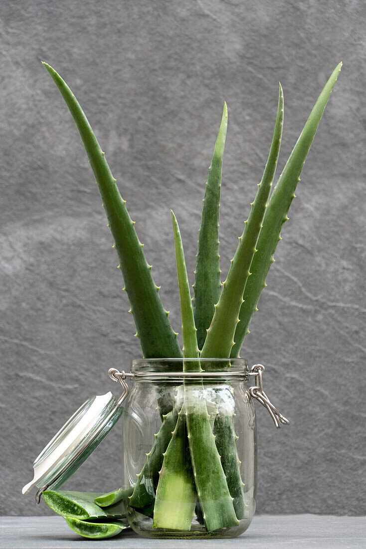 Grüne Aloe-Vera-Blätter in einem Glasgefäß auf einem Tisch mit grauem Hintergrund