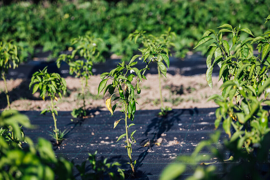 Viele Reihen von Tomatensetzlingen mit grünen Blättern wachsen in Reihen unter Sonnenlicht im botanischen Garten an einem sonnigen Sommertag