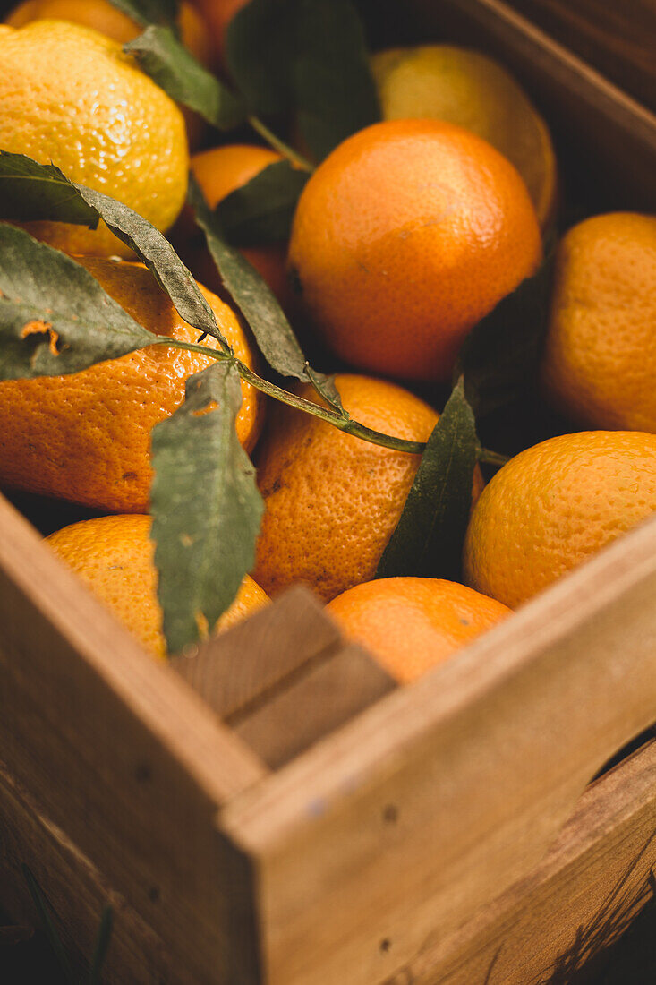 Von oben betrachtet braune Holzkiste mit reifen, saftigen, lebhaften Orangen in Komposition mit grünen Blättern im Garten