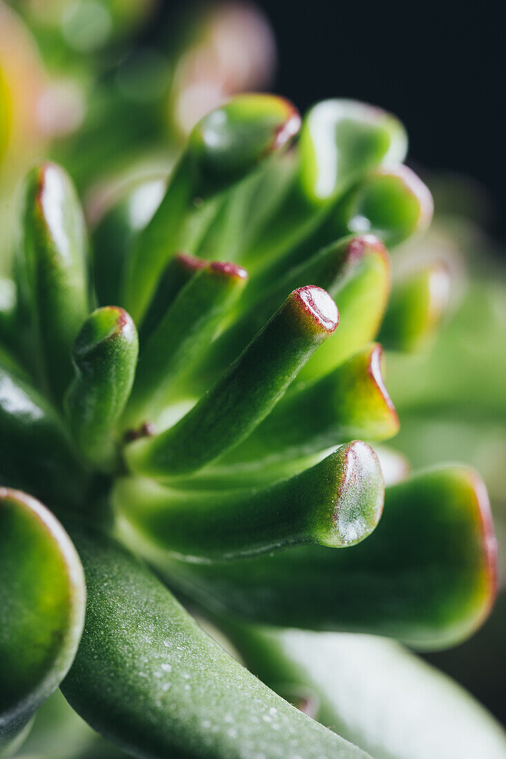 Crassula ovata succulent plant placed in pot on wooden table in light place