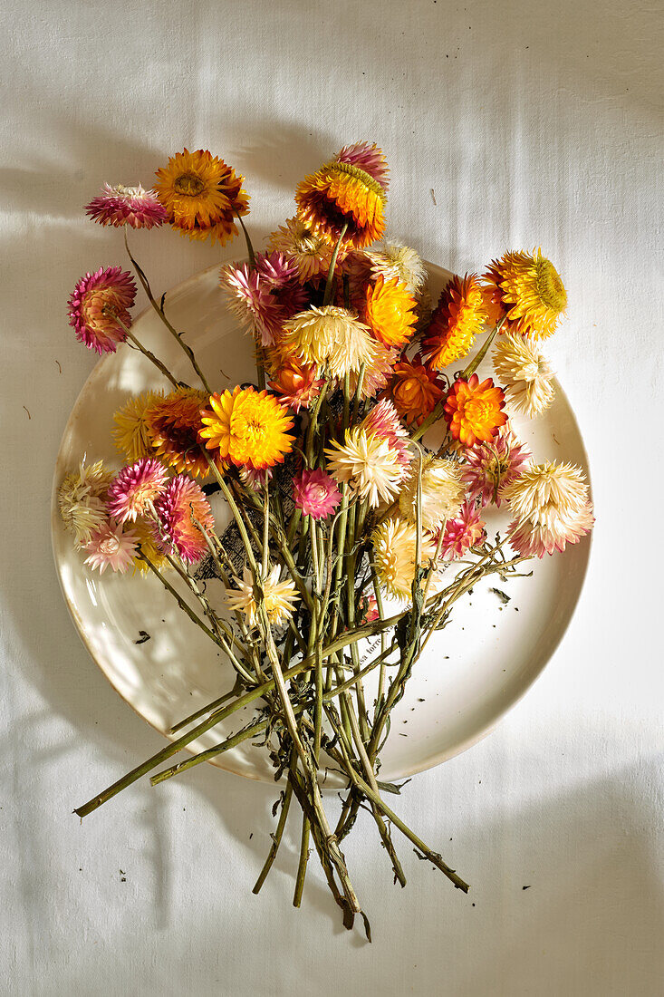 From above of bouquet of fresh strawflowers placed on plate on white background lit by sunlight