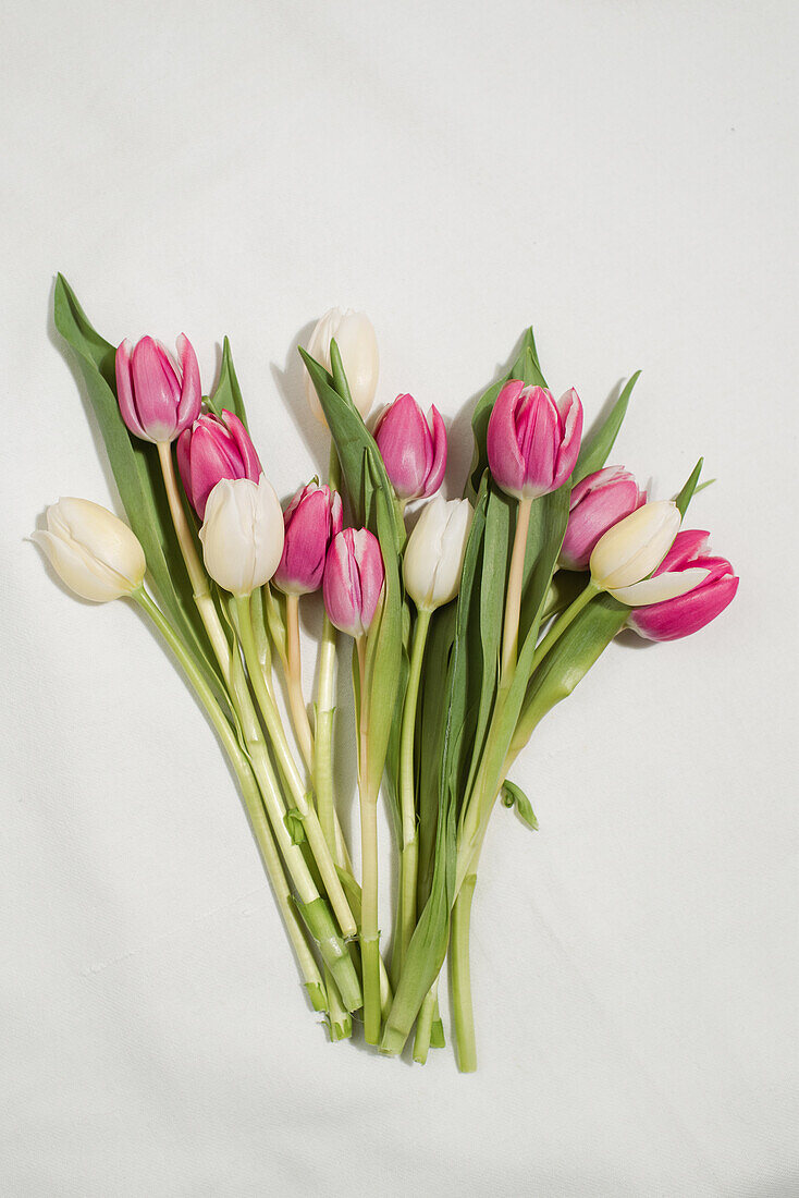 Draufsicht auf frische rosa und weiße Tulpenblüten, arrangiert auf weißem Hintergrund im Atelier