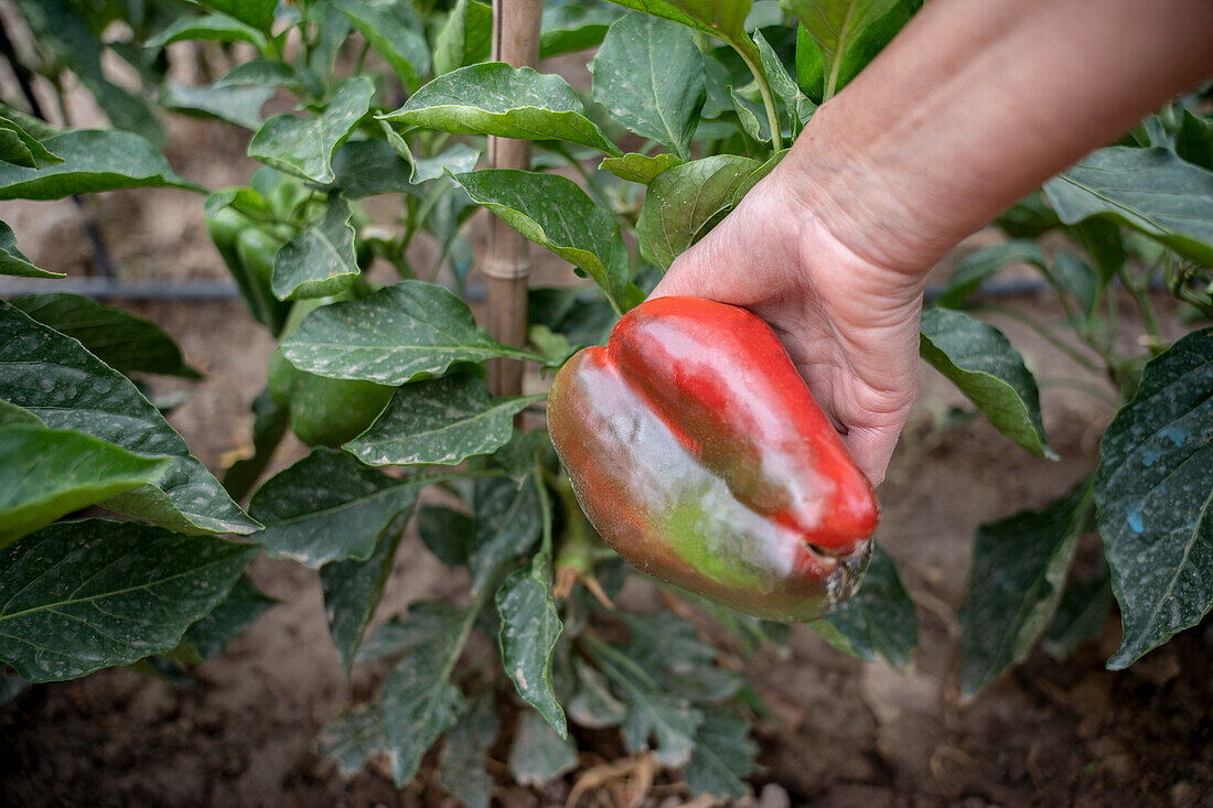 Ebenerdiger, nicht erkennbarer Landwirt sammelt frische rote Paprikaschoten im Sommergarten während der Erntezeit auf dem Bauernhof