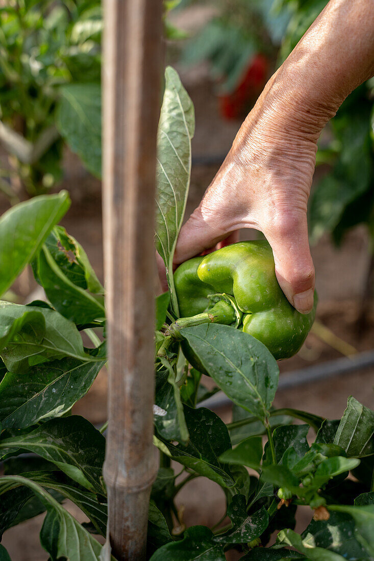 Ebenerdiger, nicht erkennbarer Landwirt sammelt frische grüne Paprika im Sommergarten in der Erntesaison auf dem Bauernhof