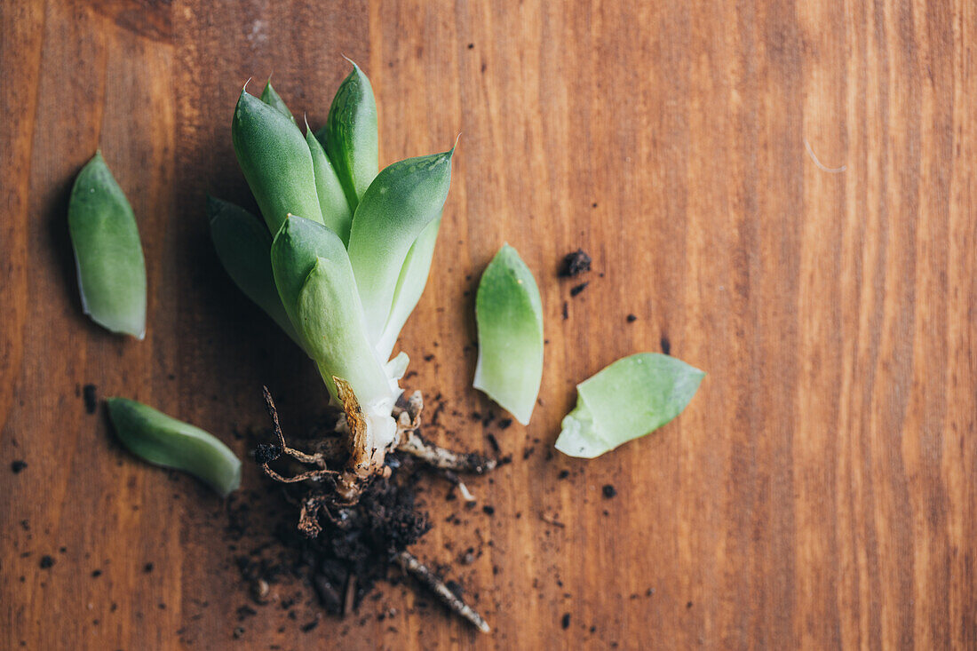 From above of small green echeveria plant placed on wooden table with roots and dirt in light place