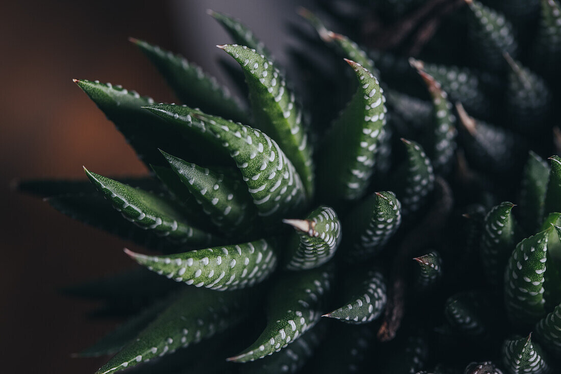 Grüne und rote Haworthia-Pflanze mit Blättern und weißen Punkten an einem dunklen Ort von oben