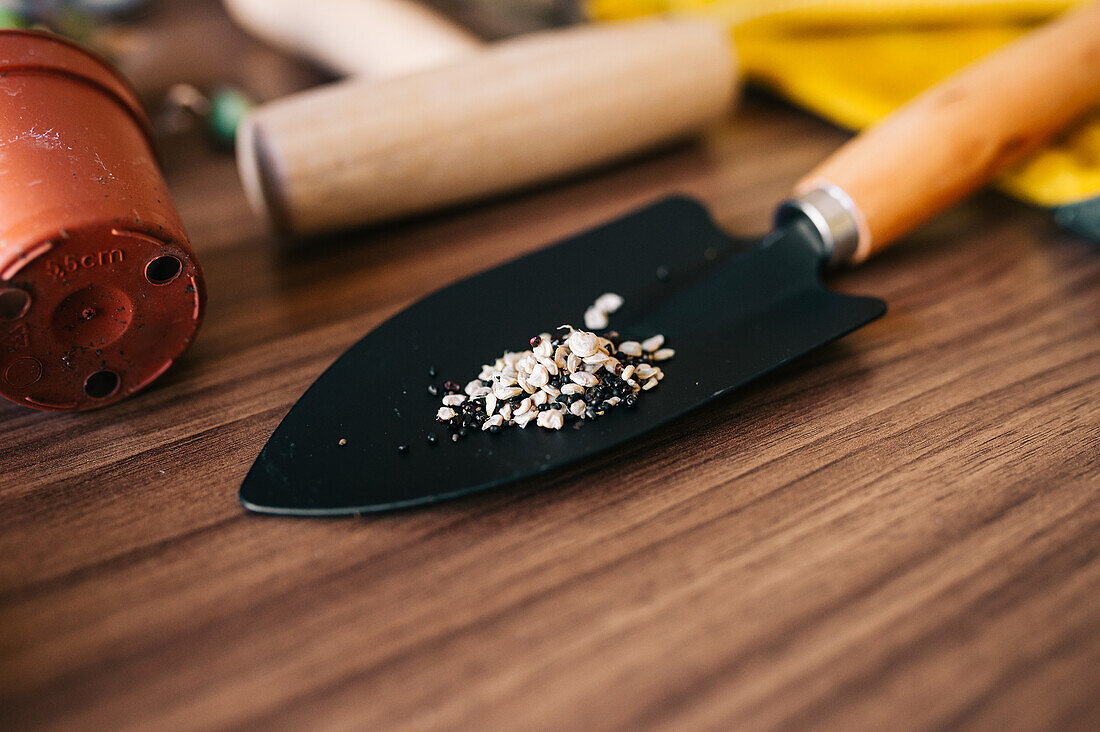 Flat lay of small home gardening instruments with gloves and flowerpot with plants on wooden table