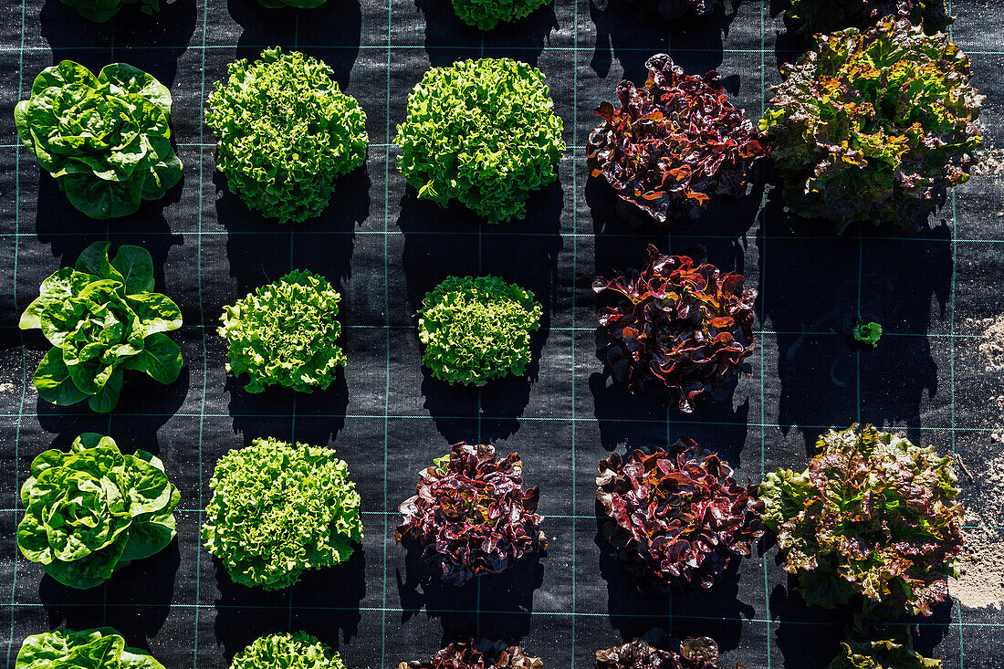 Draufsicht auf verschiedene Arten von Salat mit bunten Blättern, die in Reihen in einer landwirtschaftlichen Plantage unter Sonnenlicht an einem Sommertag wachsen