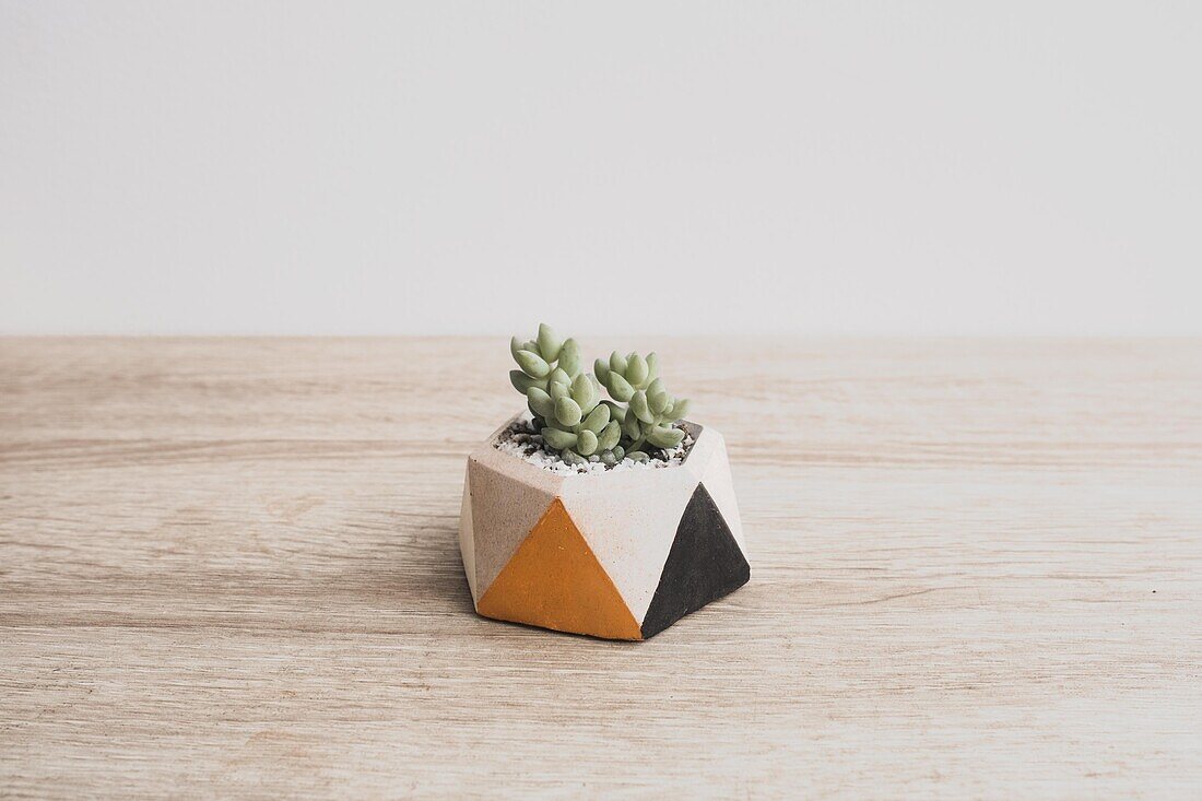 From above of delicate donkey tail succulent plant growing in small geometric shaped pot placed on wooden table in daylight