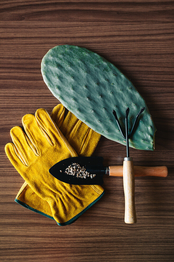 Top view of cactus seedling placed near various gardening tool on wooden table