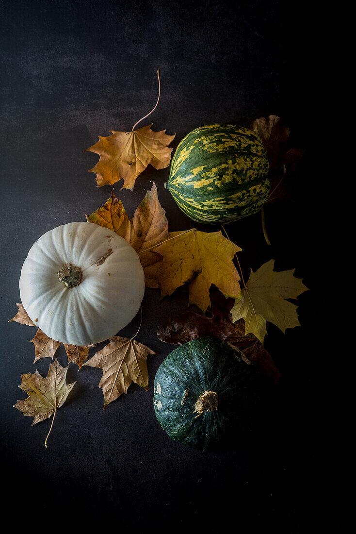 Top view still life composition with set of multicolored fresh decorative pumpkins and dry yellow foliage on black background