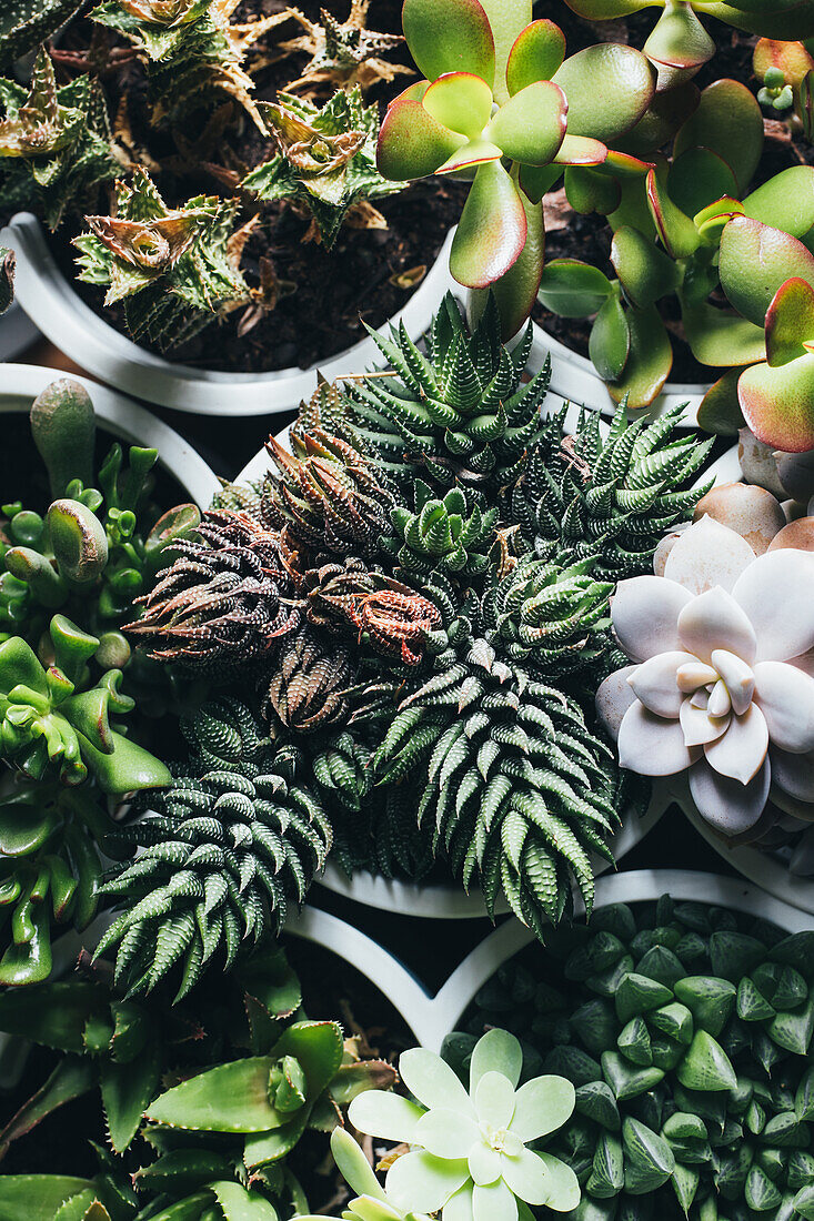 Top view of various types of succulent plants placed in pots on wooden table in light place
