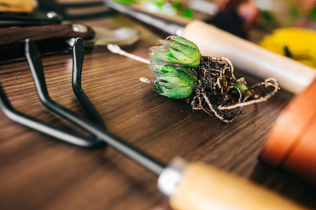 Closeup succulent sprout with dirty roots placed on table near various gardening tools