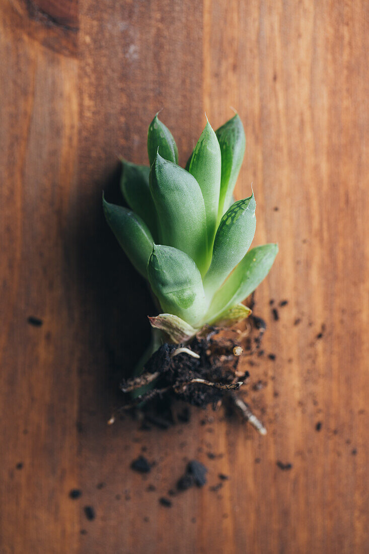 Von oben kleine grüne Echeveria-Pflanze auf Holztisch mit Wurzeln und Erde an heller Stelle