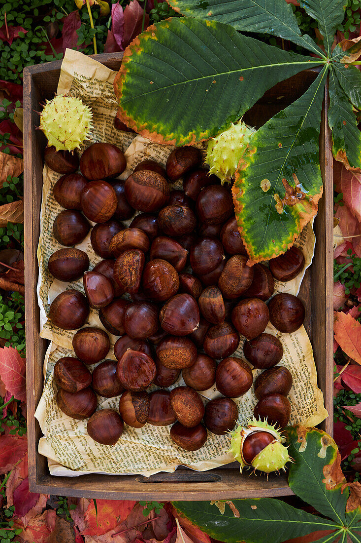 From above closeup of pile of fresh chestnuts on metal tray near dry leaves on soil in autumn forest